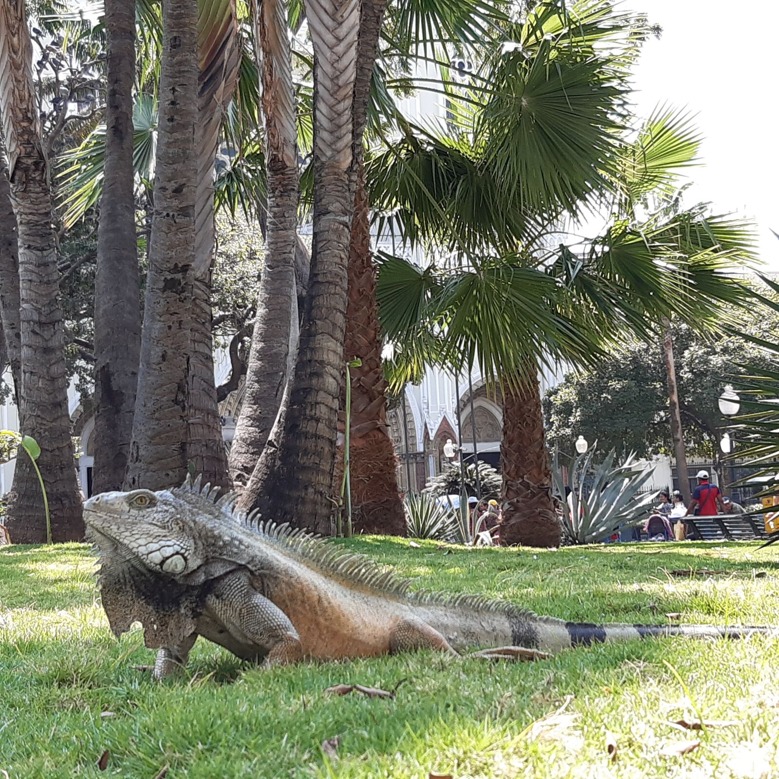 Samsung Galaxy A30 sample photo. Iguana, animal, ecuador photography