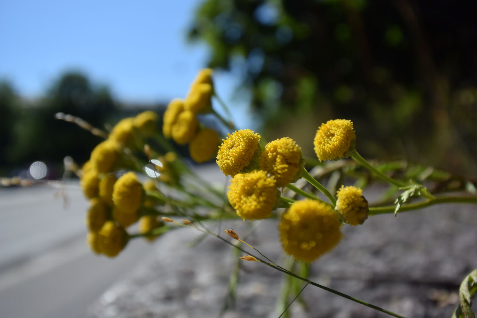 Nikon 1 V3 sample photo. Sunshine of flowers photography