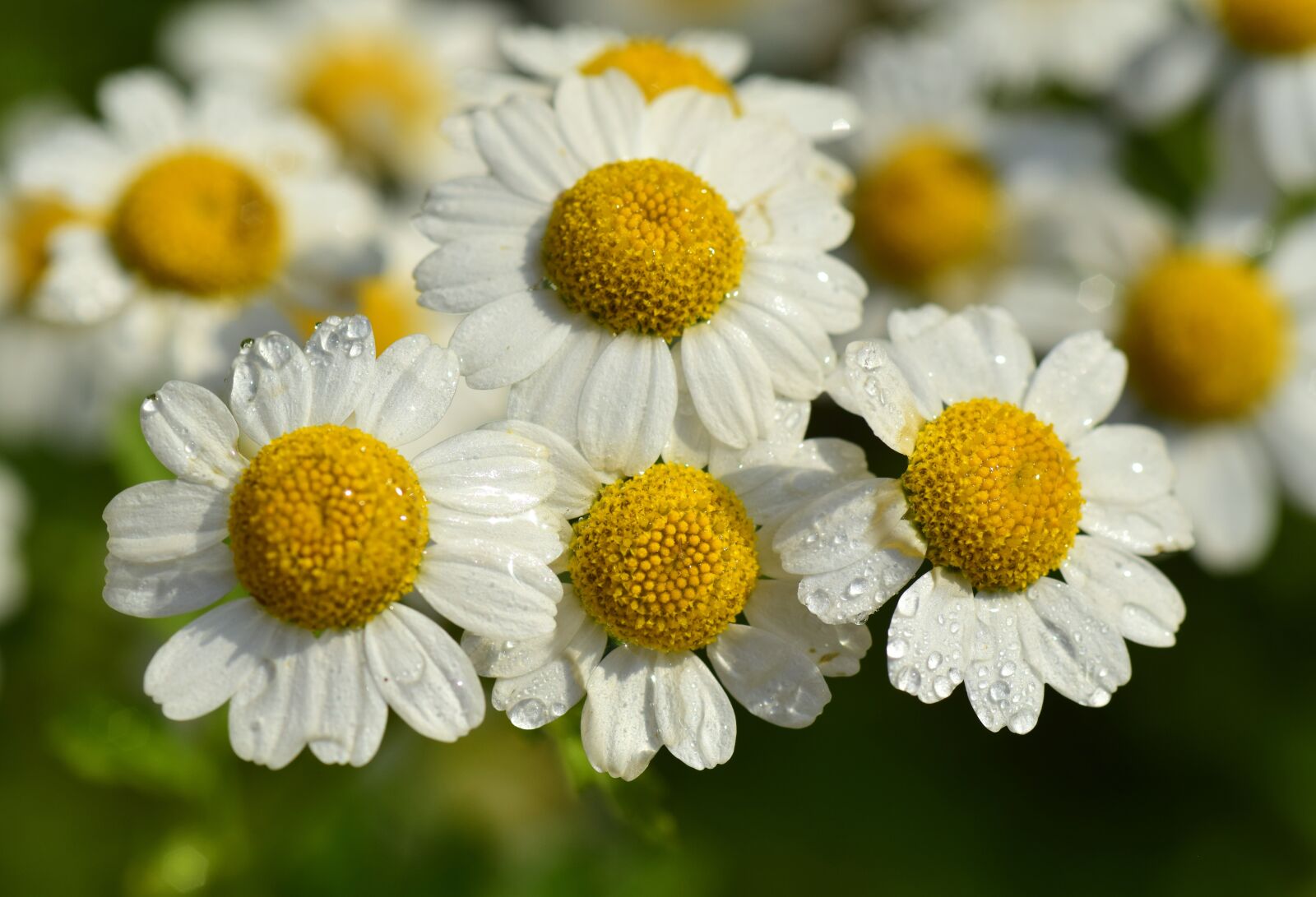 Nikon D3300 sample photo. Floral, white, small photography