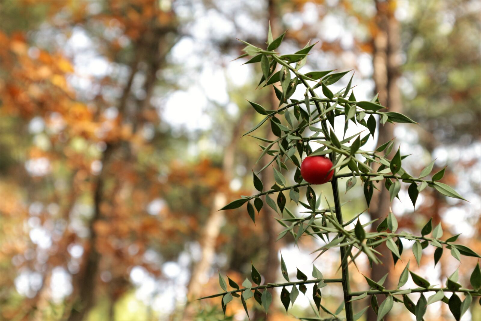 Canon EOS M10 sample photo. Forest berry, nature, forest photography