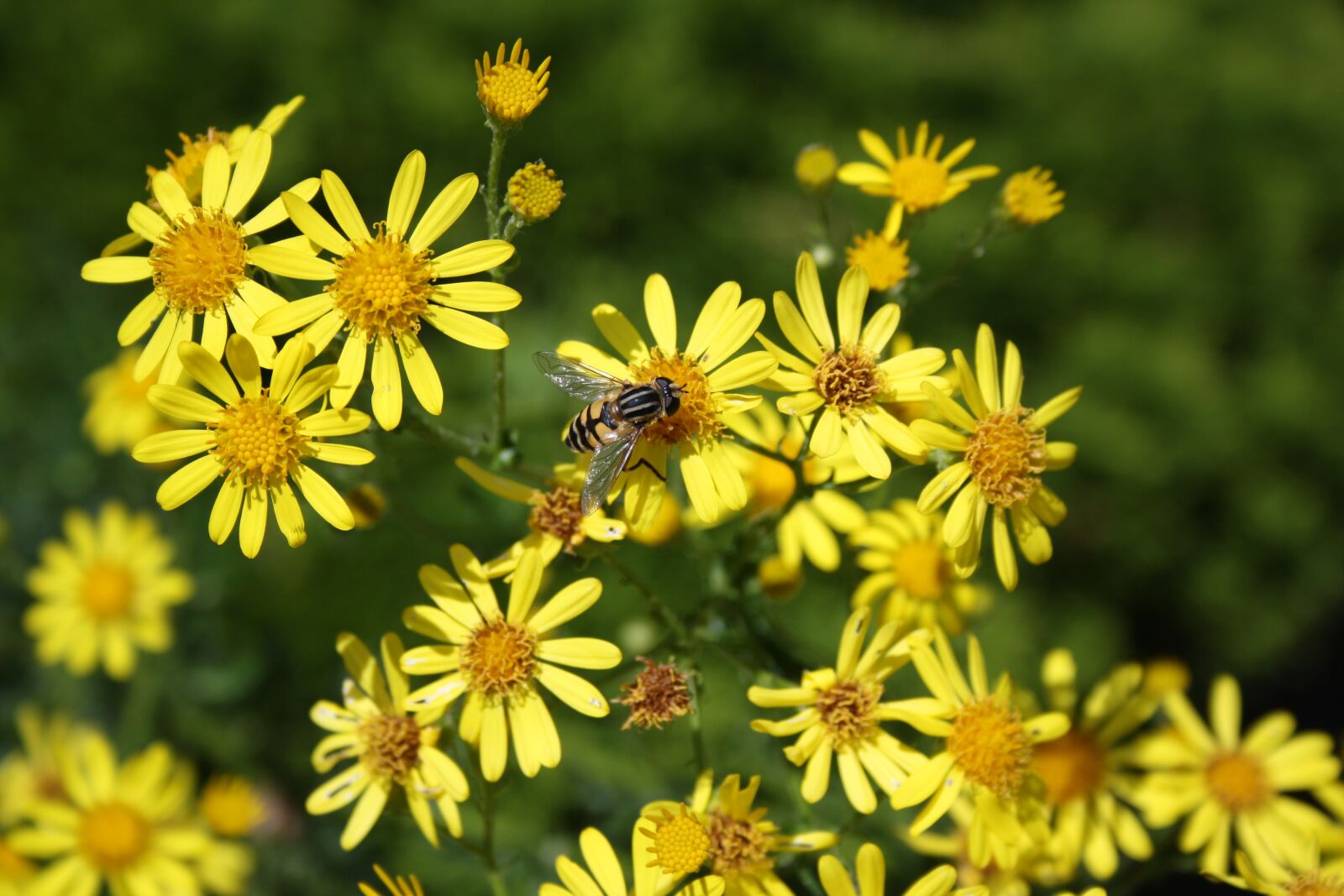 Canon EOS 1000D (EOS Digital Rebel XS / EOS Kiss F) sample photo. Nature, flower, plant photography