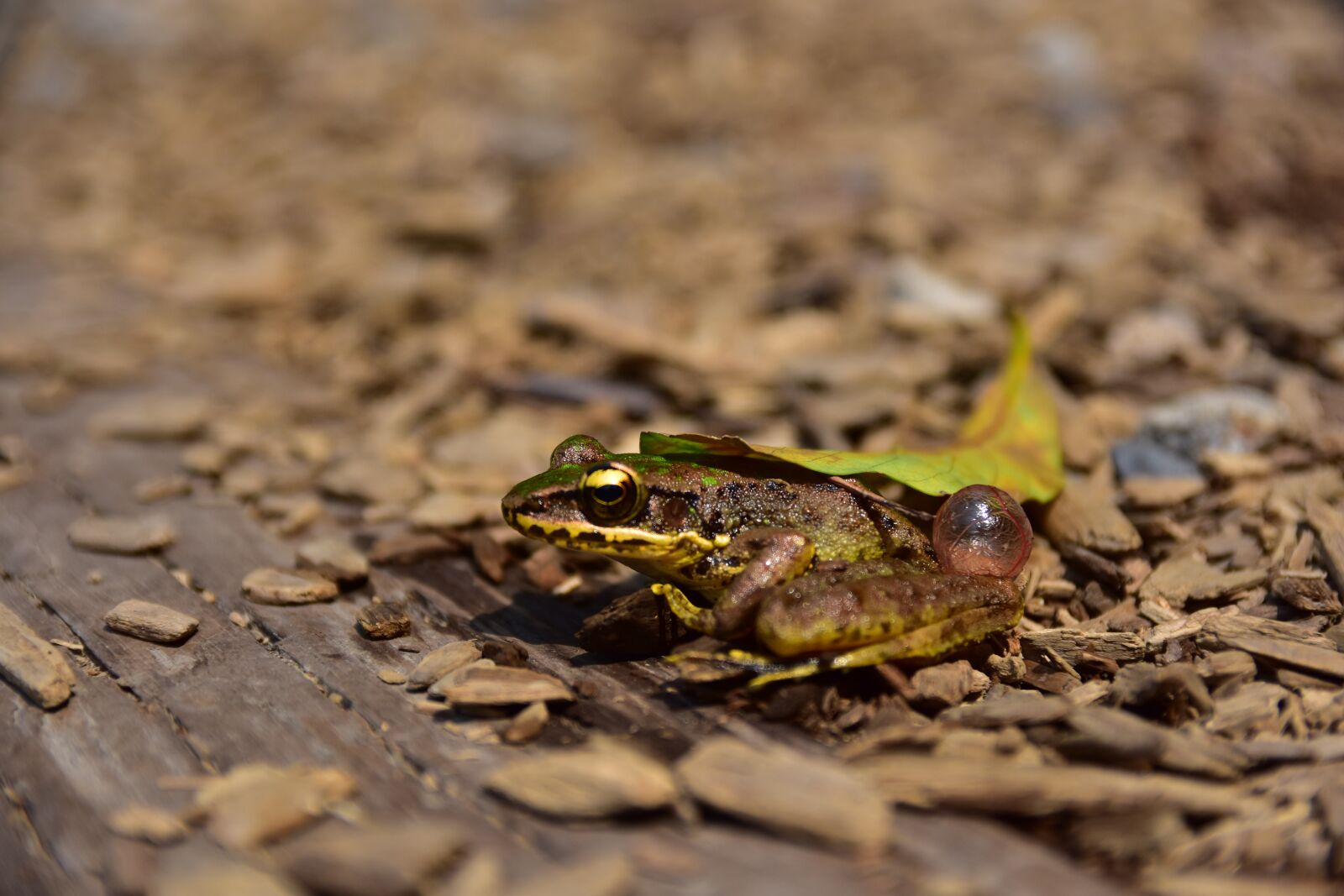 Nikon D7200 sample photo. Taiwan, hsinchu, frog photography