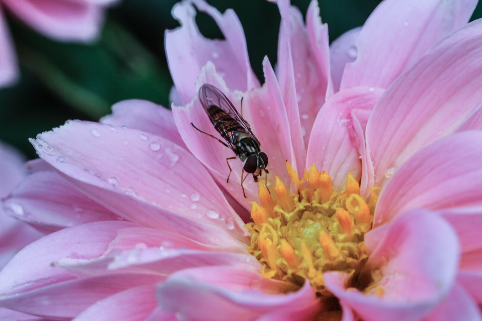 Canon EOS 7D Mark II sample photo. Flower, insect, macro photography