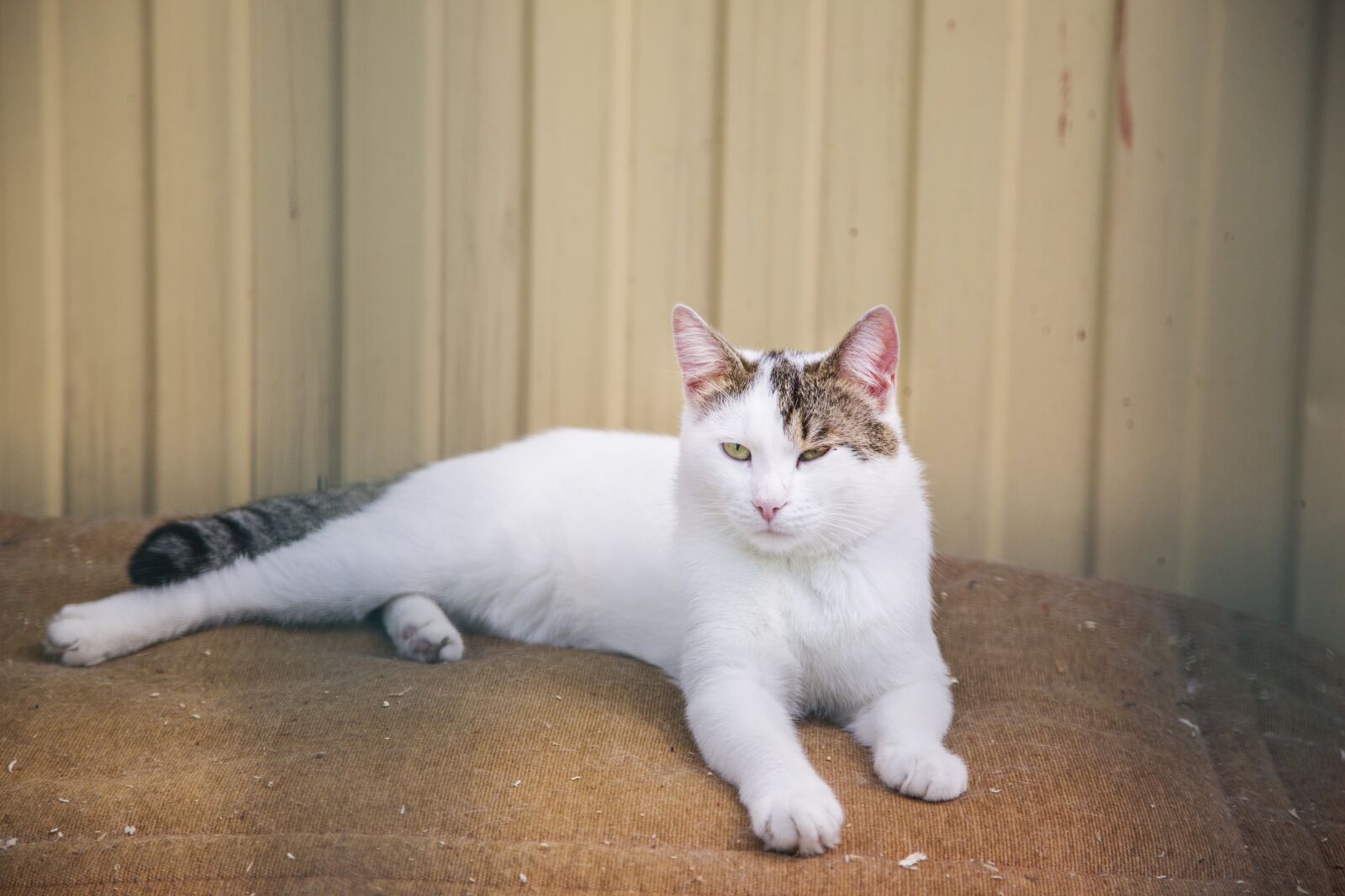 Canon EF 24-105mm F4L IS USM sample photo. Cat, tomcat, animals photography
