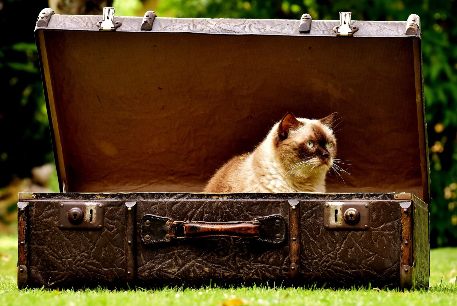 Nikon D7200 sample photo. Luggage, antique, cat photography