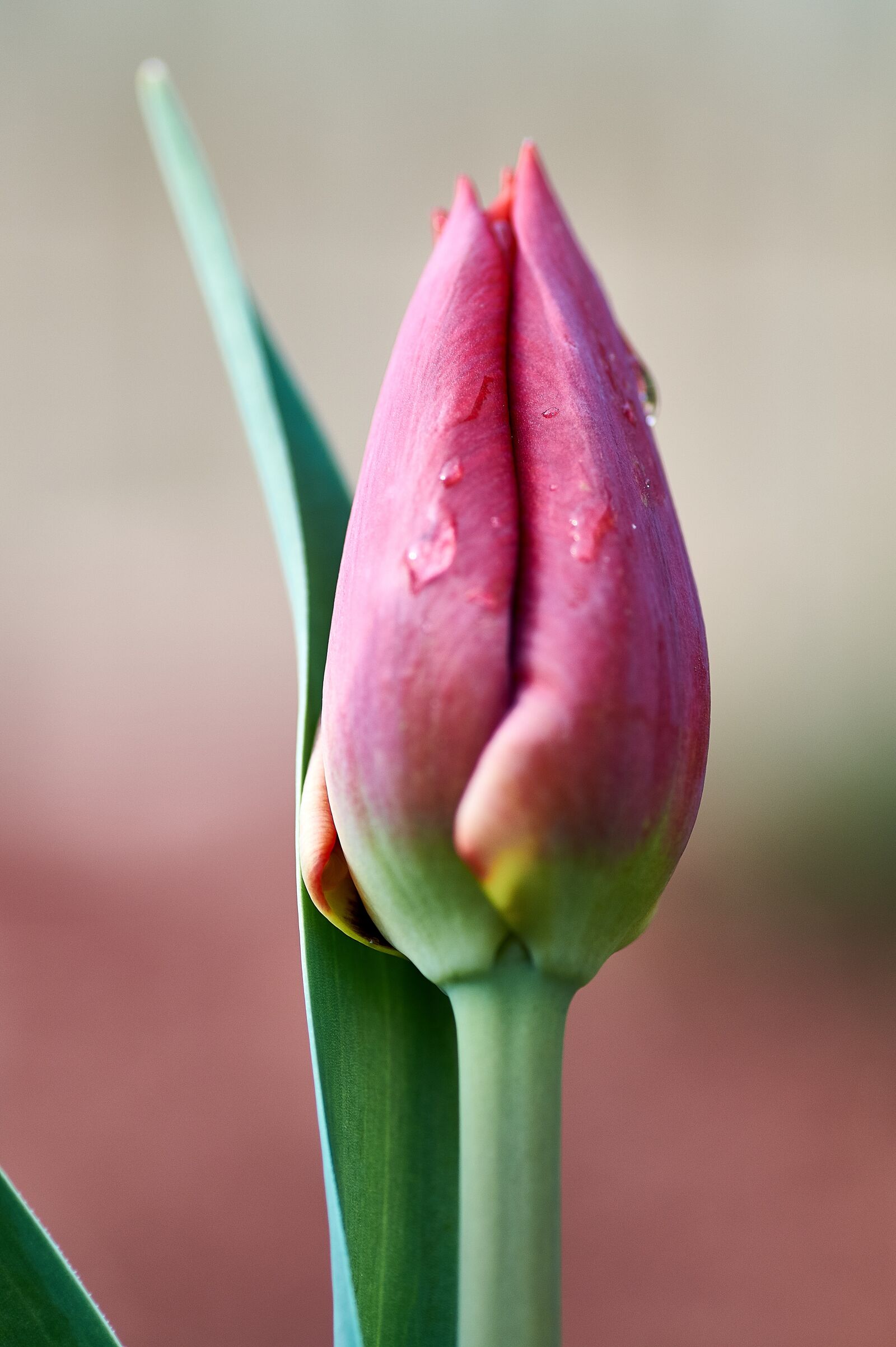 Sony SLT-A58 sample photo. Nature, flower, tulip photography