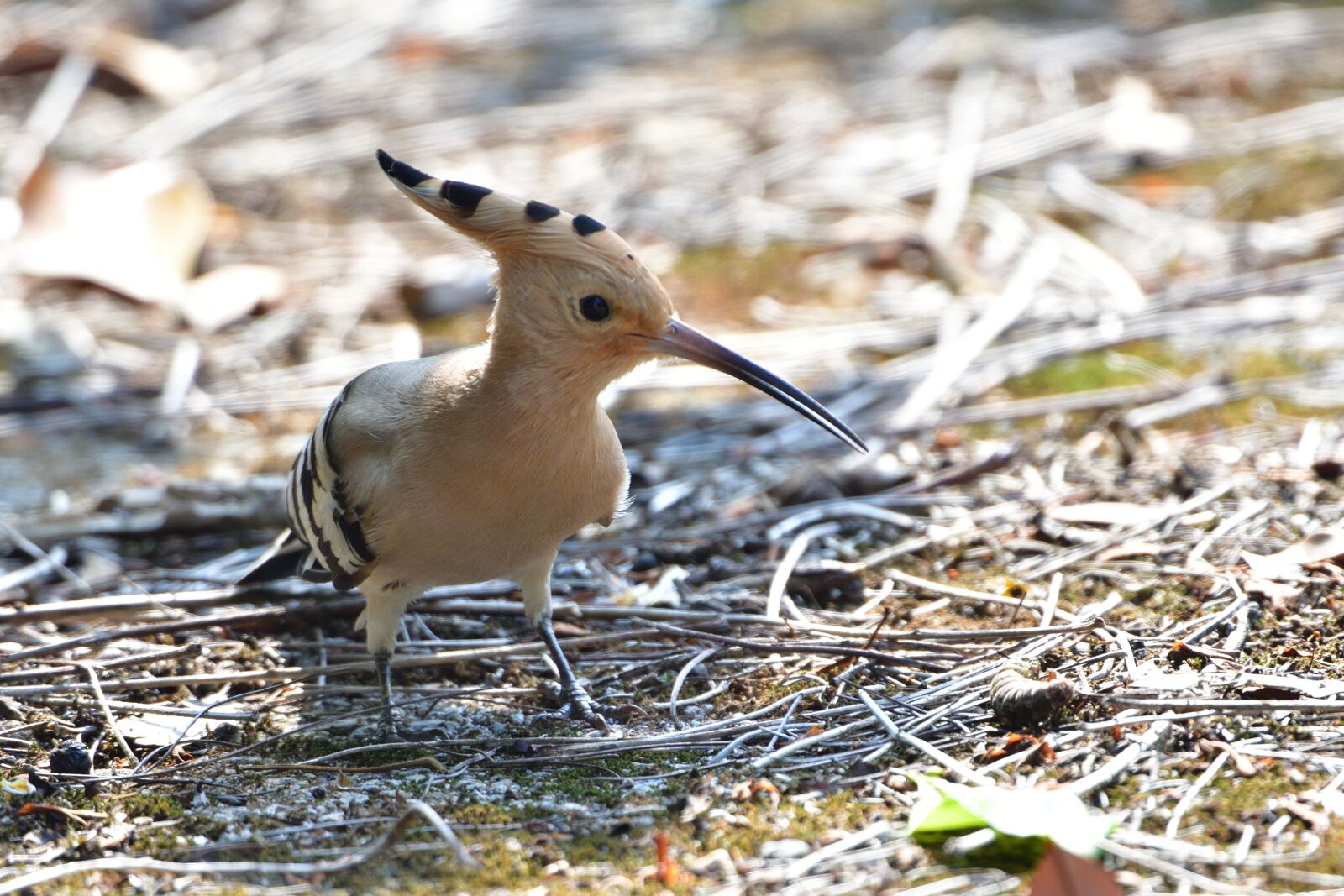 Nikon D500 sample photo. Natural, wild animals, bird photography