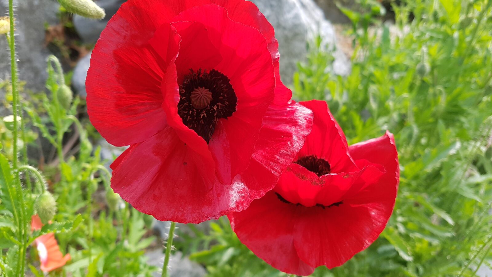 Samsung Galaxy S7 sample photo. Red flowers, poppy flowers photography