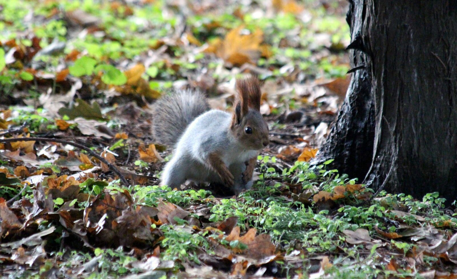 Canon EF 70-300mm F4-5.6 IS USM sample photo. Squirrel, protein-hlopotun'ja, view photography