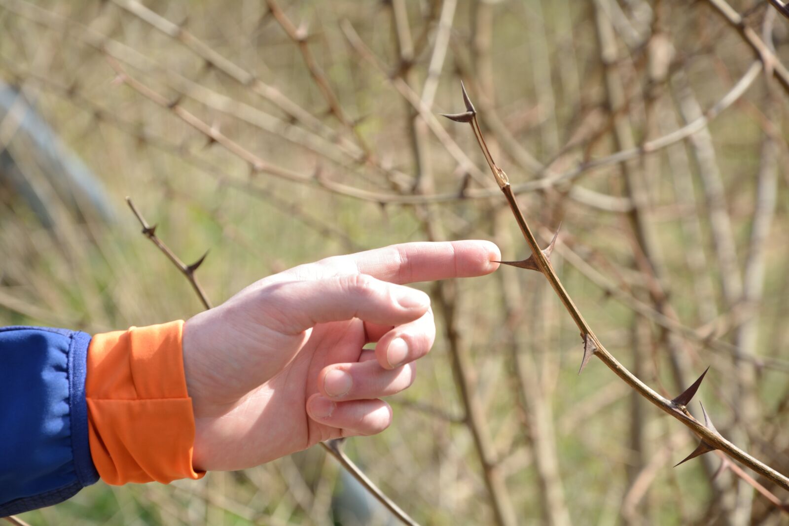 Nikon D5200 sample photo. Sting, nature, finger photography