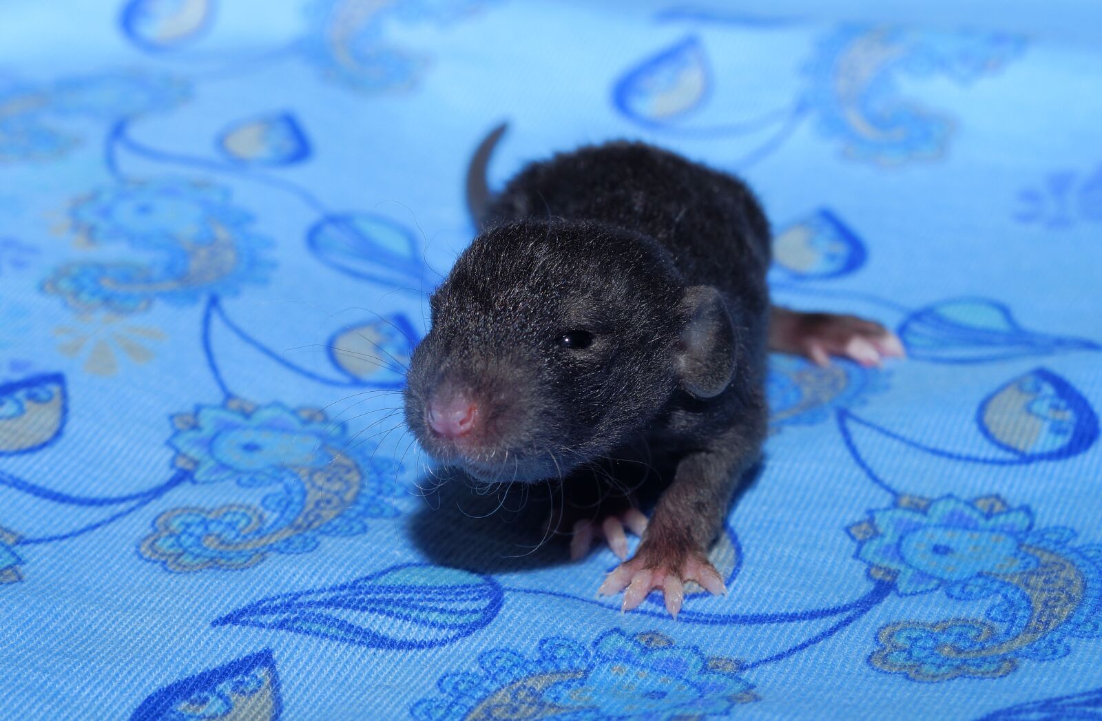 Sony a99 II sample photo. Baby rat, dwarf rat photography