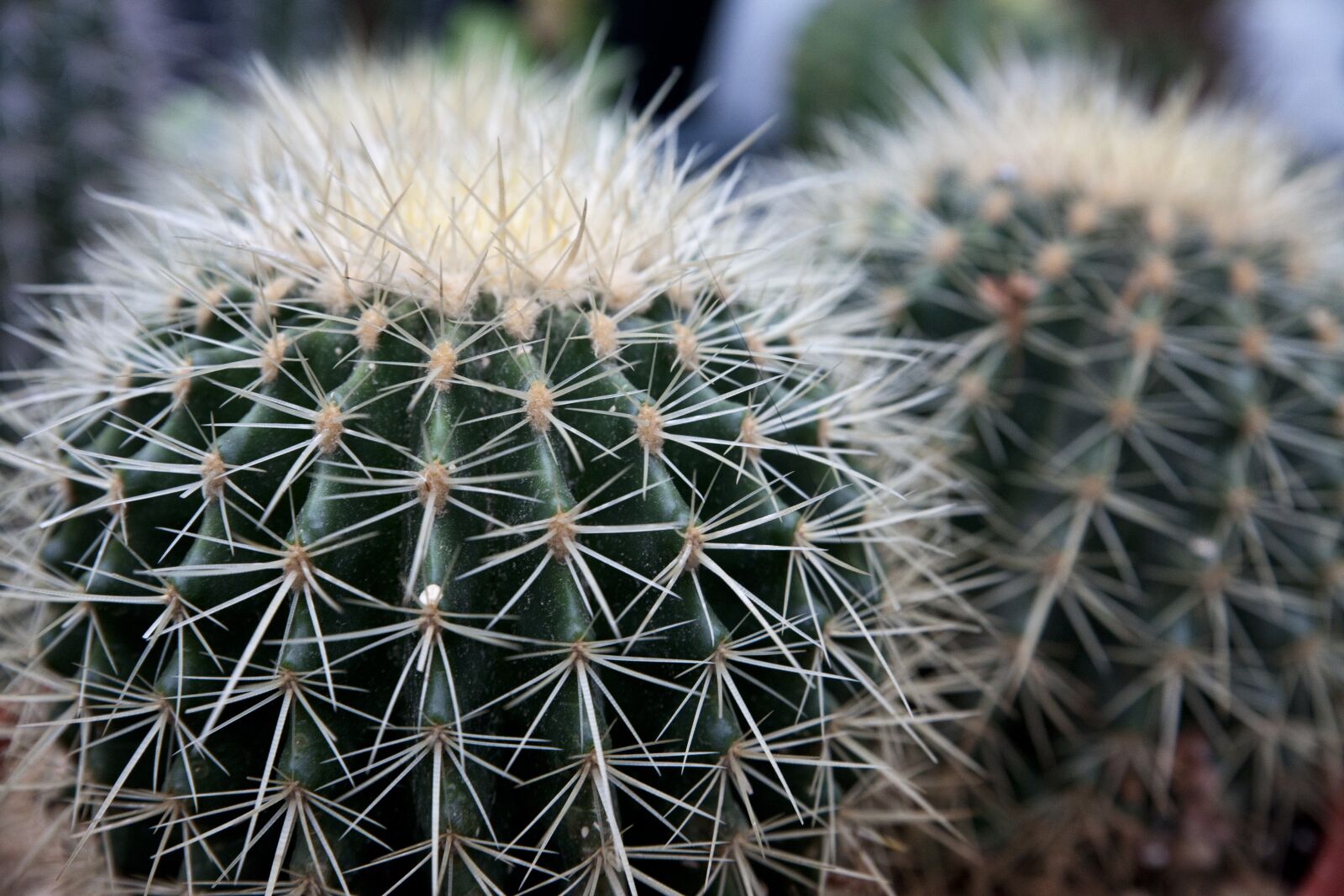 Canon EOS 5D sample photo. Cactus, nature, plants photography