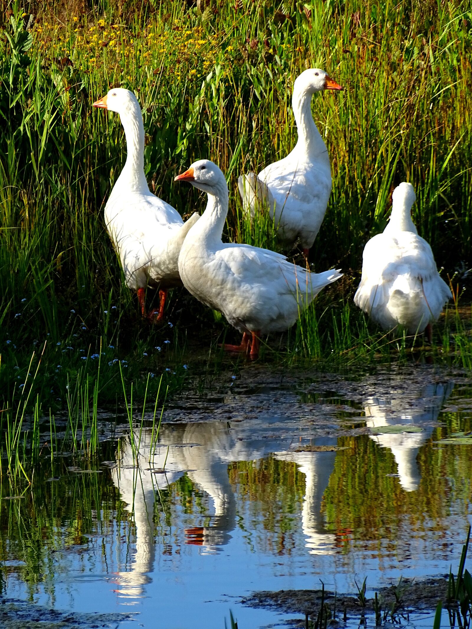Sony Cyber-shot DSC-HX400V sample photo. Geese, birds, nature photography