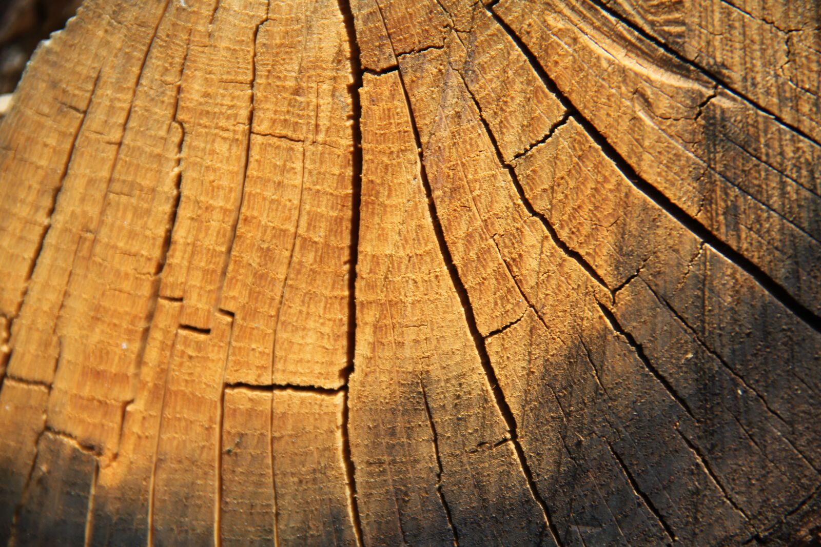 Canon EOS 550D (EOS Rebel T2i / EOS Kiss X4) sample photo. Wood, close up, log photography