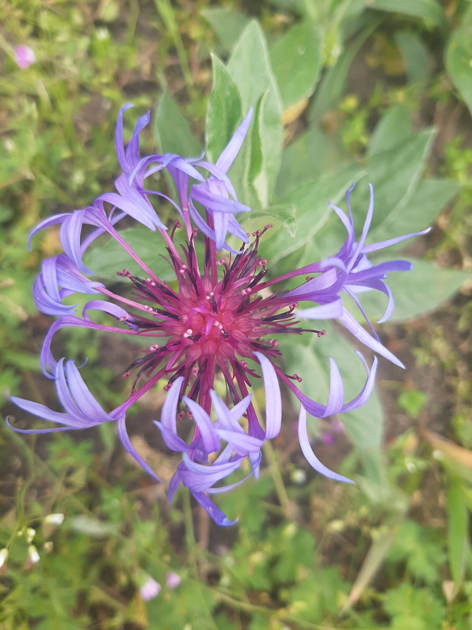Samsung Galaxy A50 sample photo. Flower, blue, spring photography