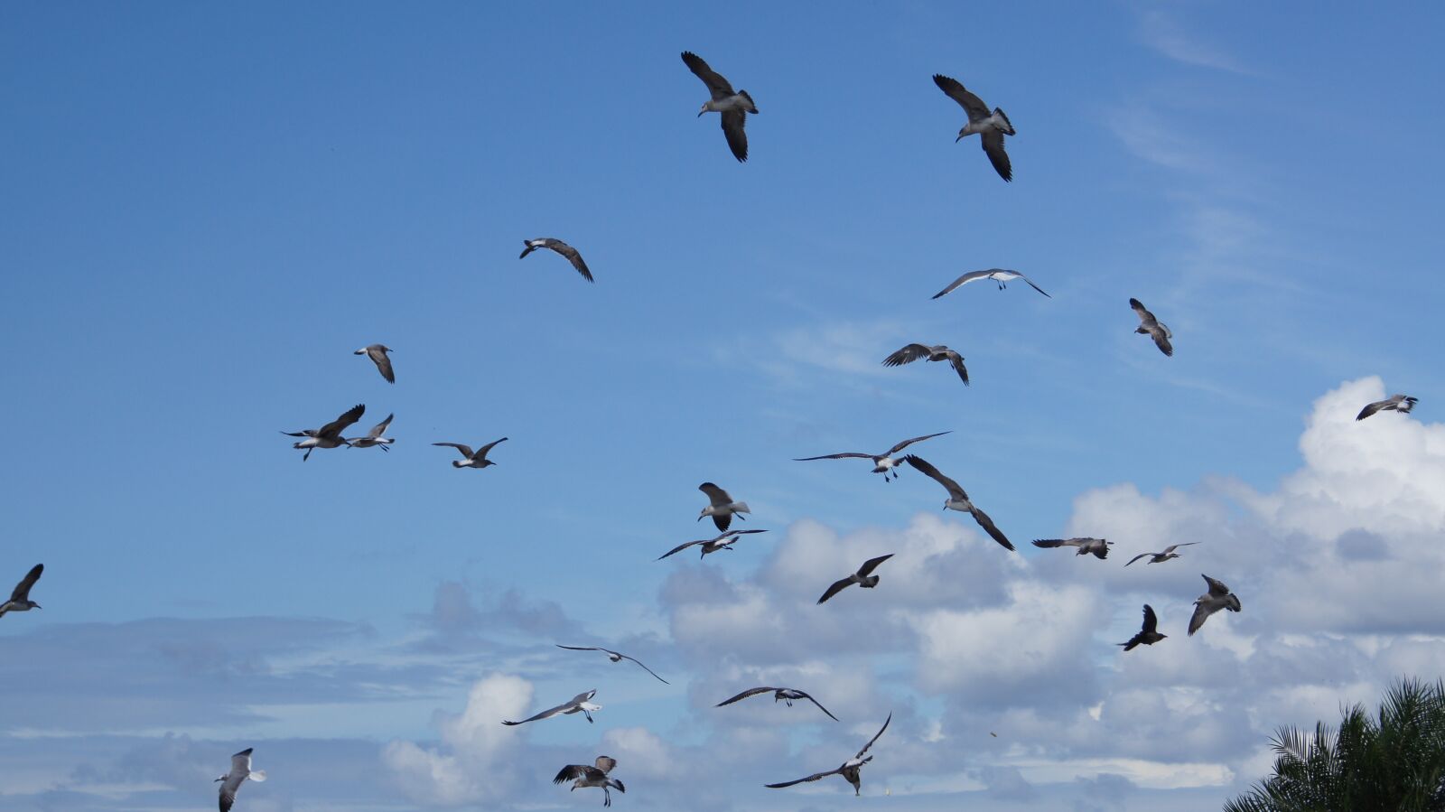 Sony SLT-A55 (SLT-A55V) sample photo. Birds, the, sea photography