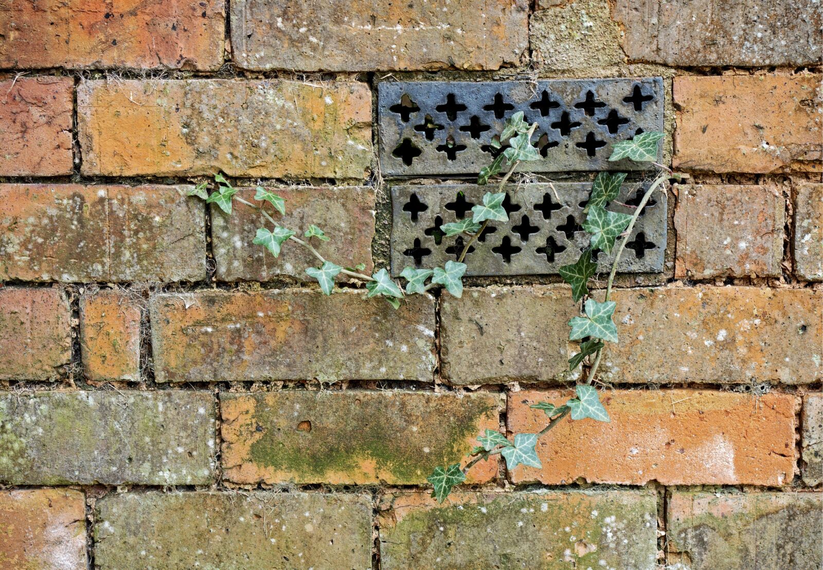 Olympus OM-D E-M5 sample photo. Brick, wall, ivy photography