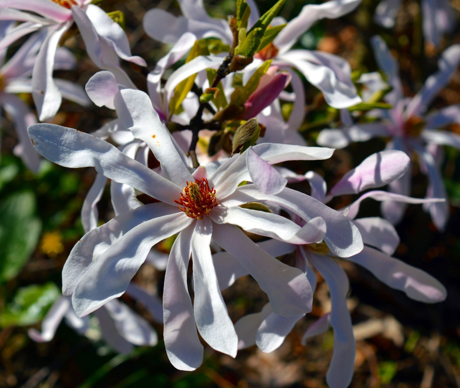 Nikon D3200 sample photo. Magnolia, magnoliengewaechs, magnolia blossom photography
