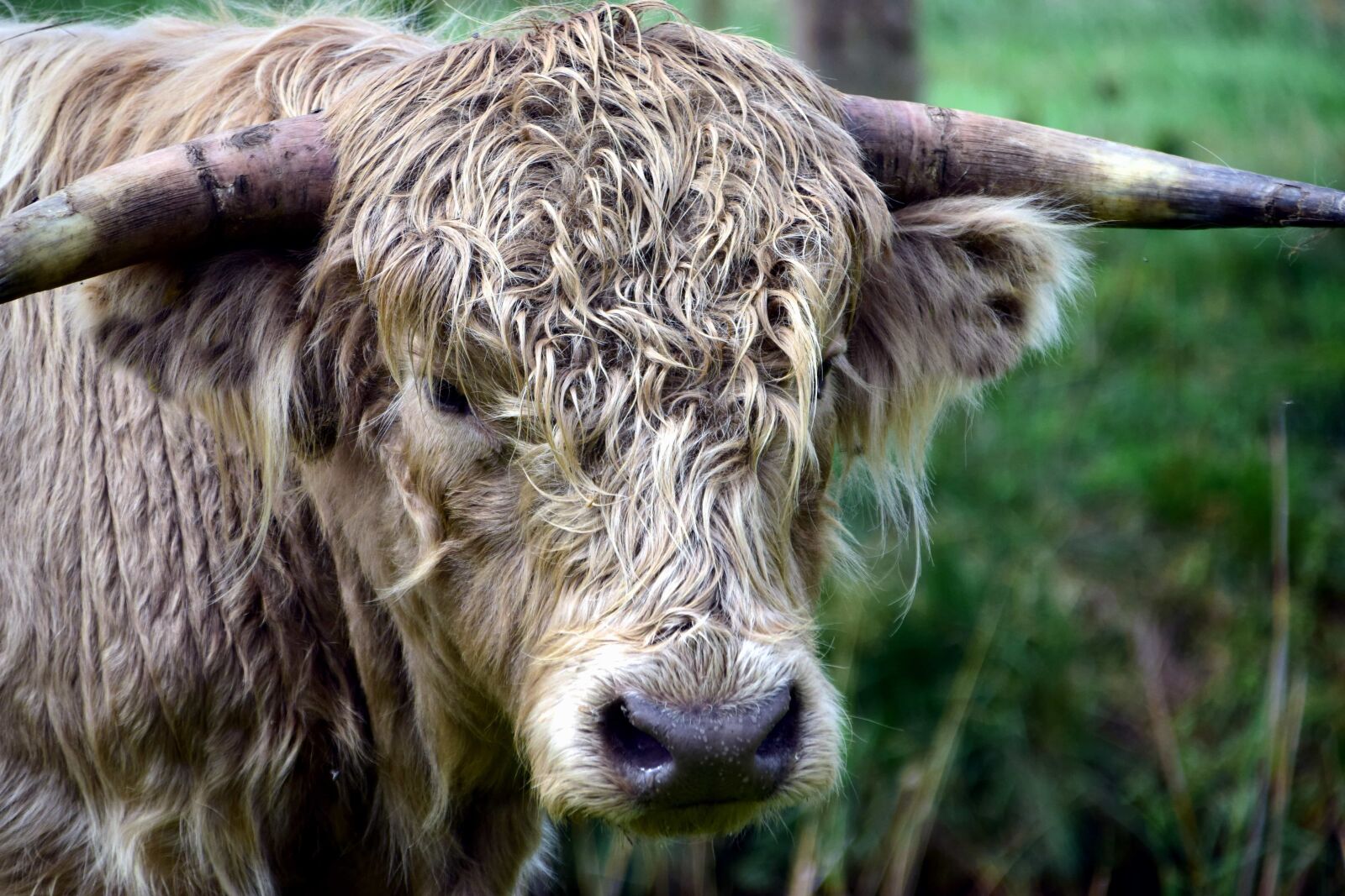 Nikon D3300 sample photo. Cattle, cow, livestock, animal photography