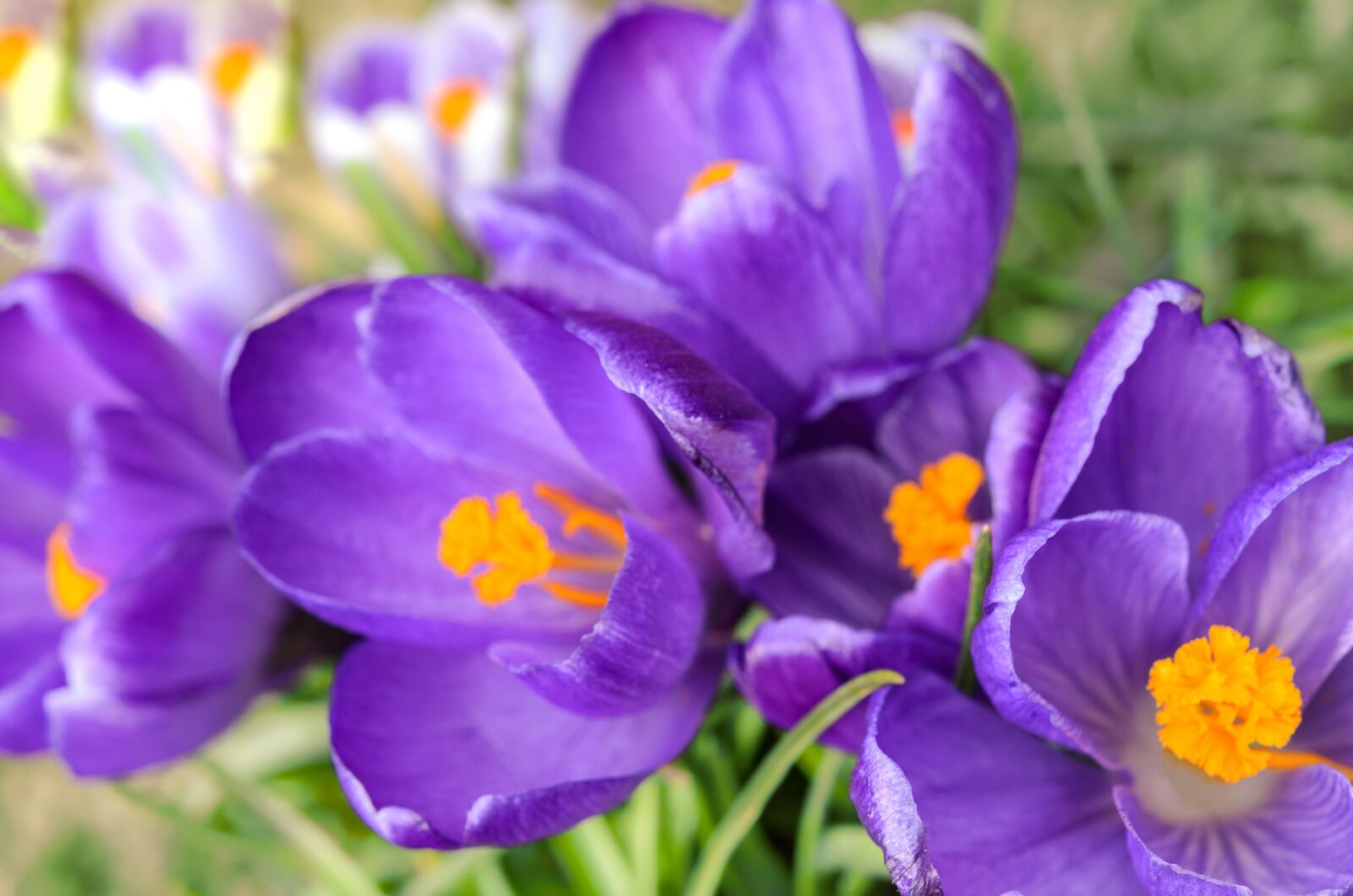 Nikon D7000 sample photo. Flourishing crocuses, spring, garden photography