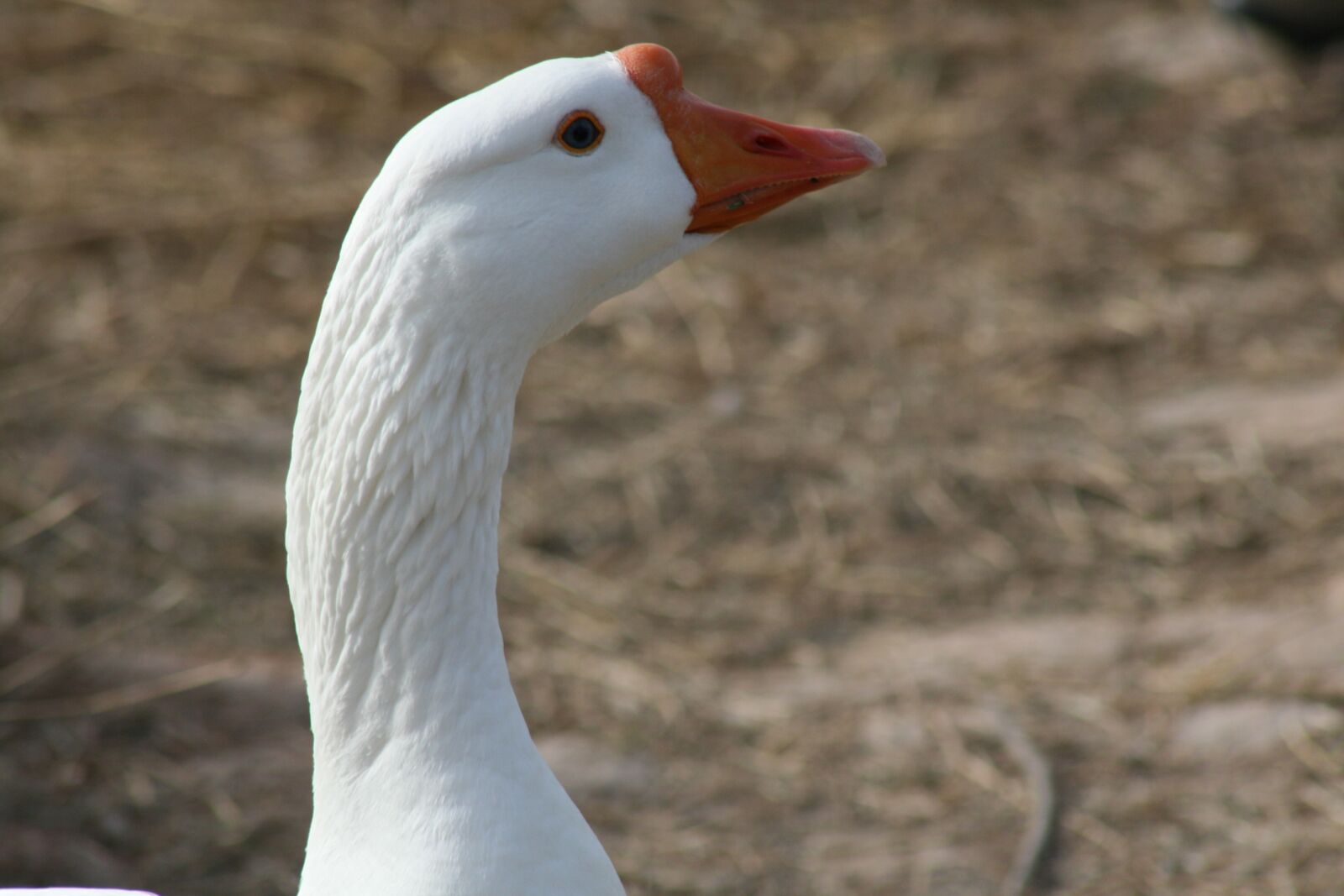 Canon EOS 400D (EOS Digital Rebel XTi / EOS Kiss Digital X) sample photo. Goose, bird, nature photography