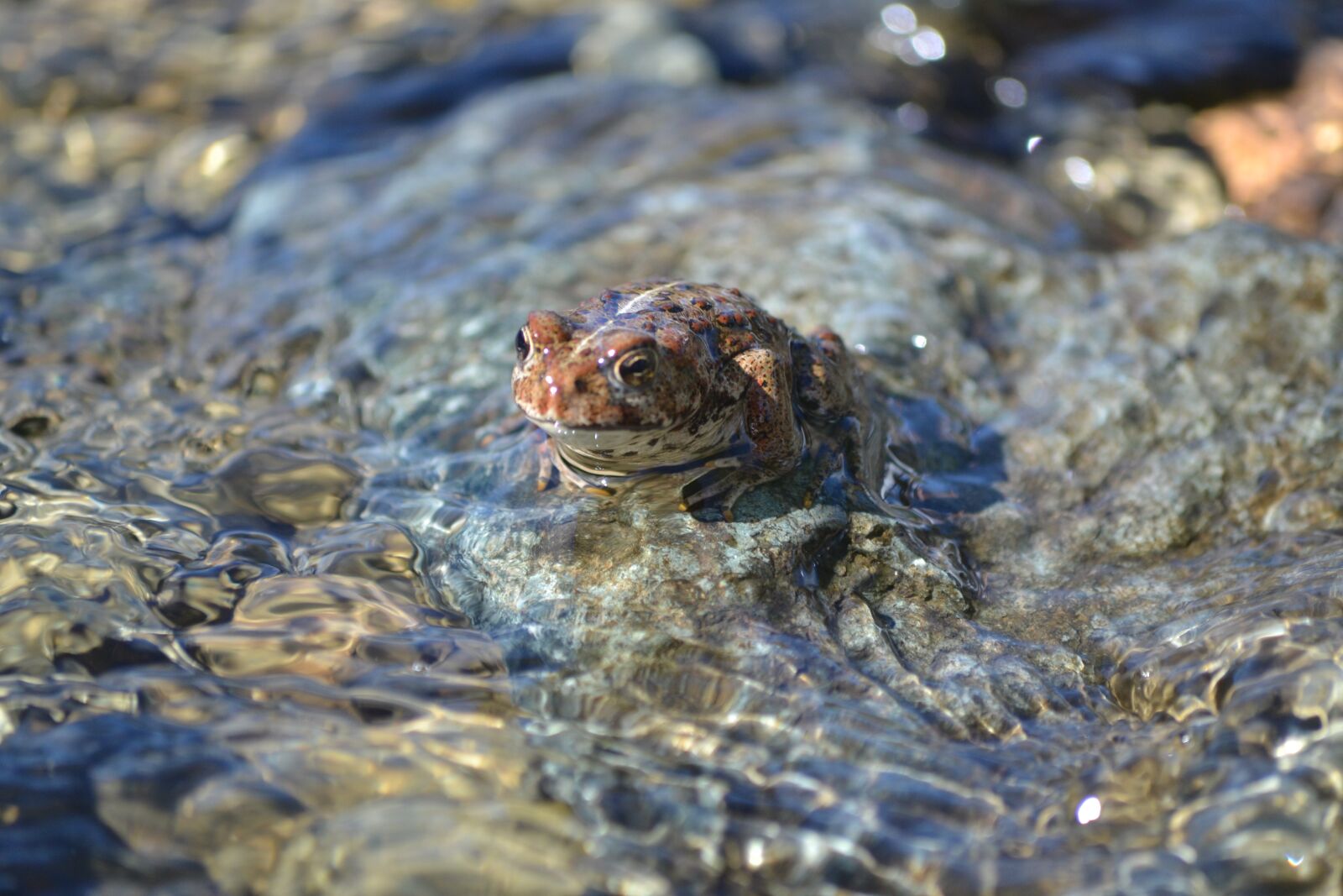Nikon D3100 sample photo. Frog, reptile, water photography