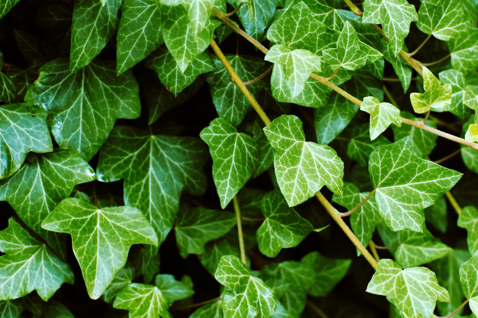 Nikon D7200 sample photo. Ivy, plant, garden photography