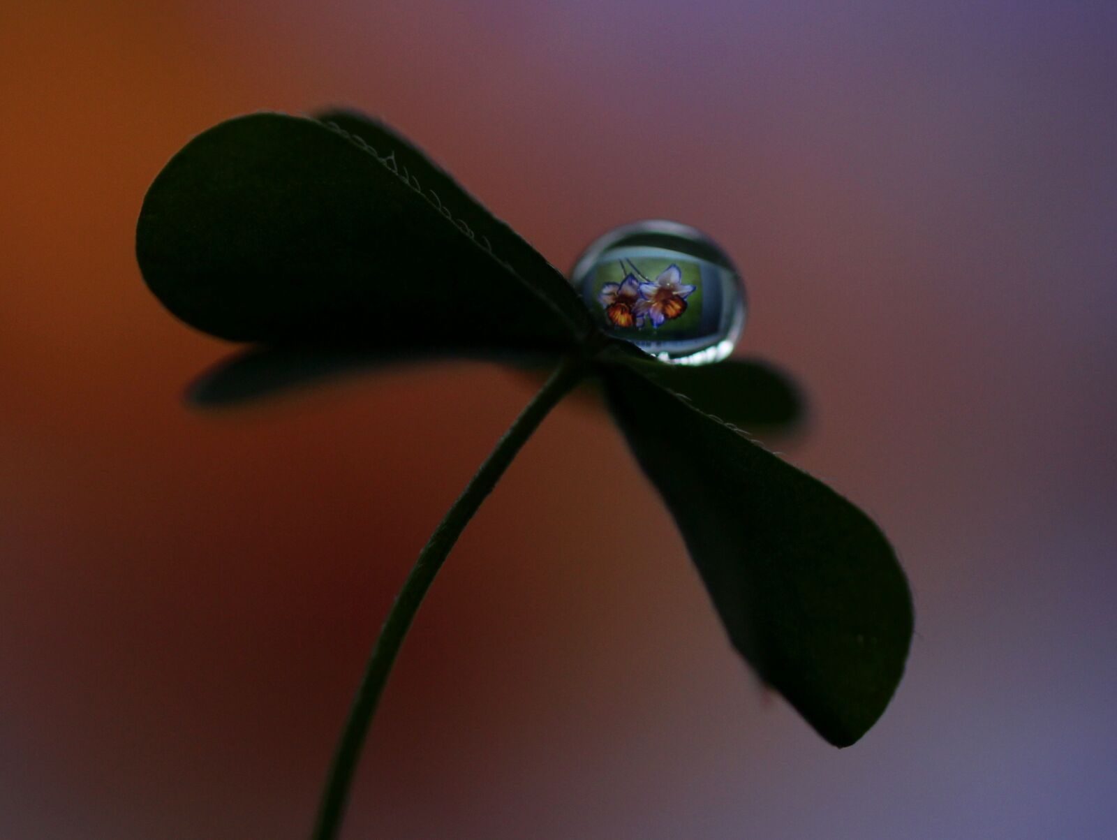 Canon EF-S 60mm F2.8 Macro USM sample photo. Drop, macro, clover photography