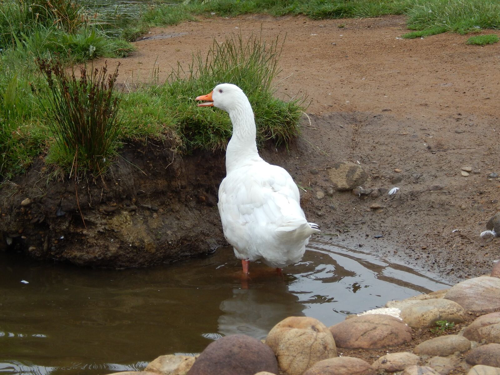 Nikon Coolpix L820 sample photo. Duck, pond, nature photography