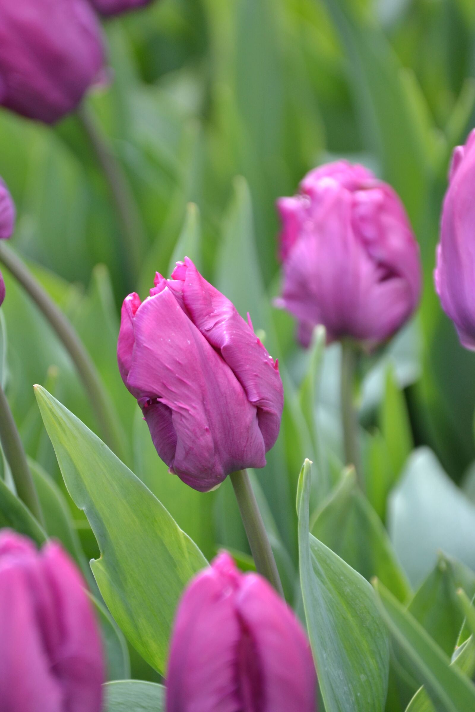 Nikon D3100 sample photo. Purple, flowers, garden, tulip photography