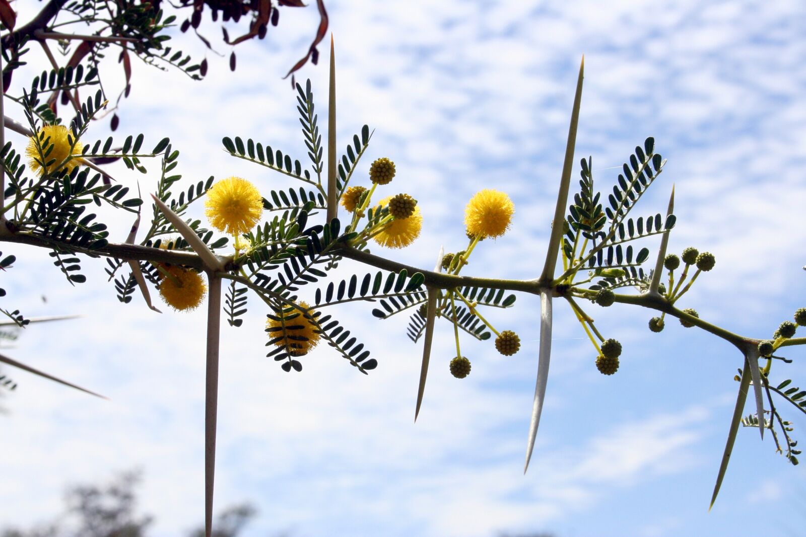Canon EOS 350D (EOS Digital Rebel XT / EOS Kiss Digital N) sample photo. Acacia, bloom, blooming, karoo photography