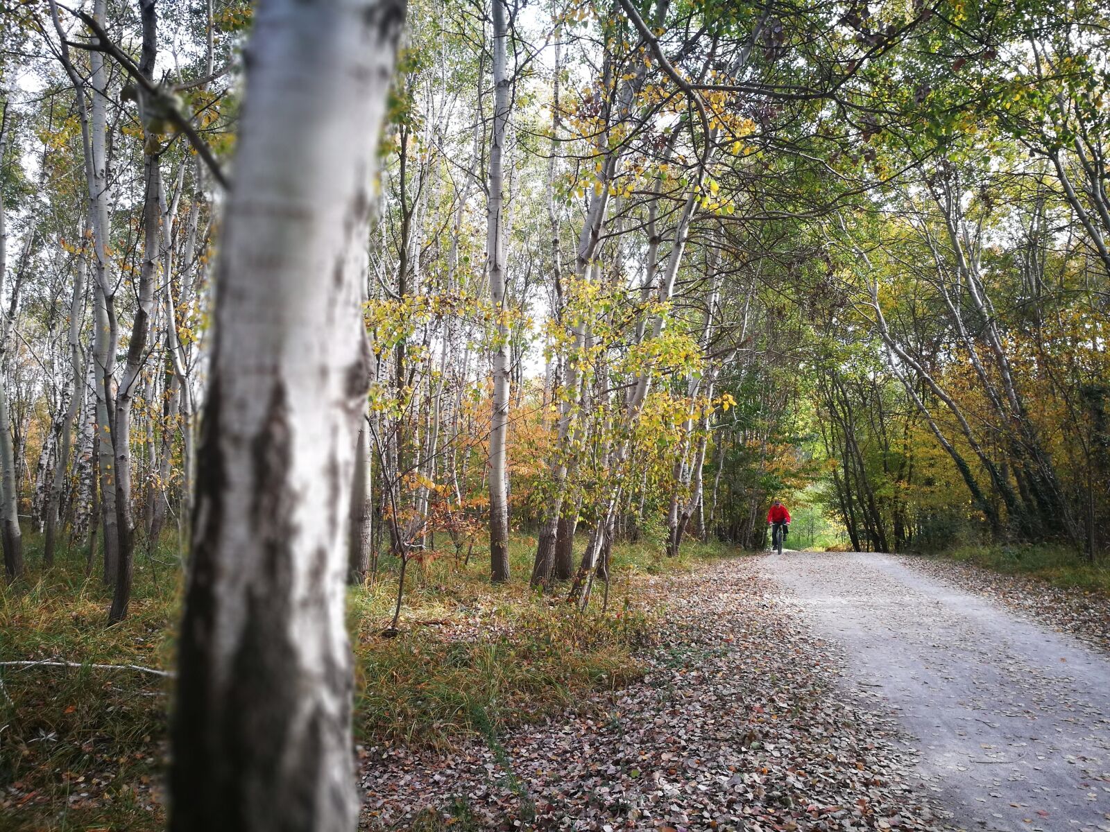 HUAWEI P9 sample photo. Birch, trail, nature photography
