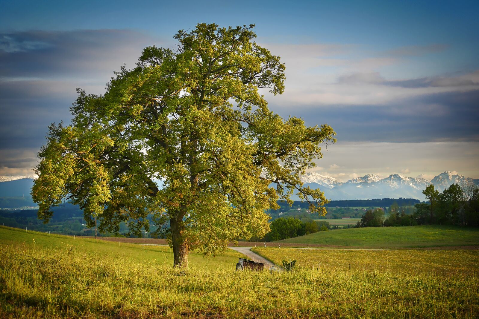 Panasonic Lumix DMC-GX7 sample photo. Nature, landscape, tree photography