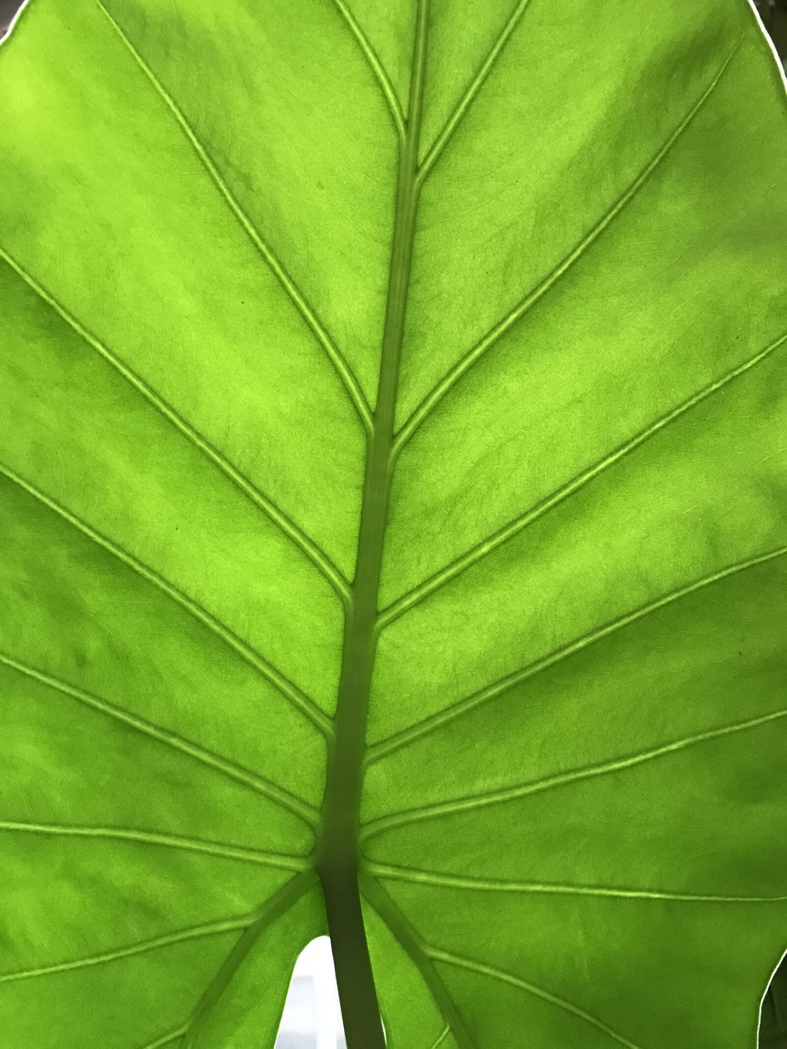 iPhone 7 back camera 3.99mm f/1.8 sample photo. Nature, leaf, green photography