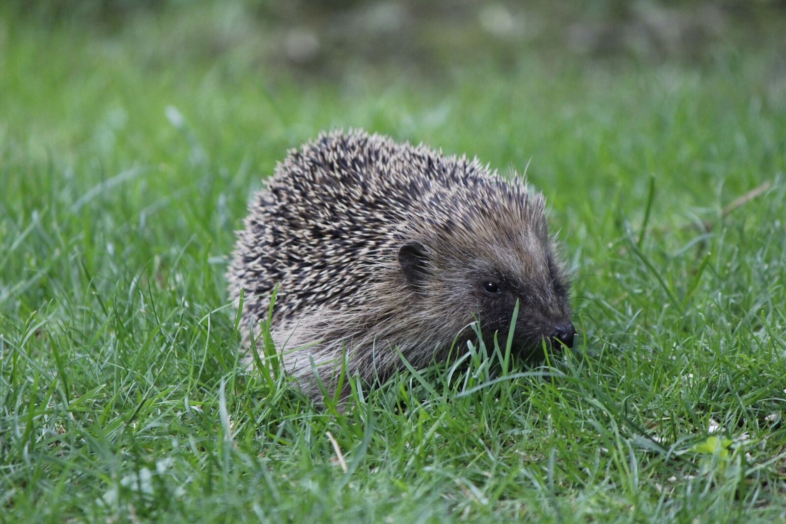Canon EF-S 55-250mm F4-5.6 IS II sample photo. Hedgehog, spur, garden photography