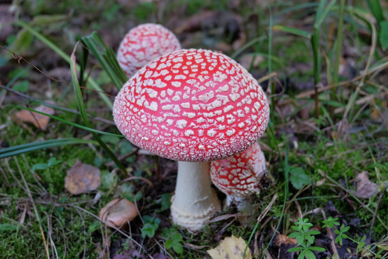 Fujifilm XC 16-50mm F3.5-5.6 OIS II sample photo. Amanita, mushrooms, forest photography