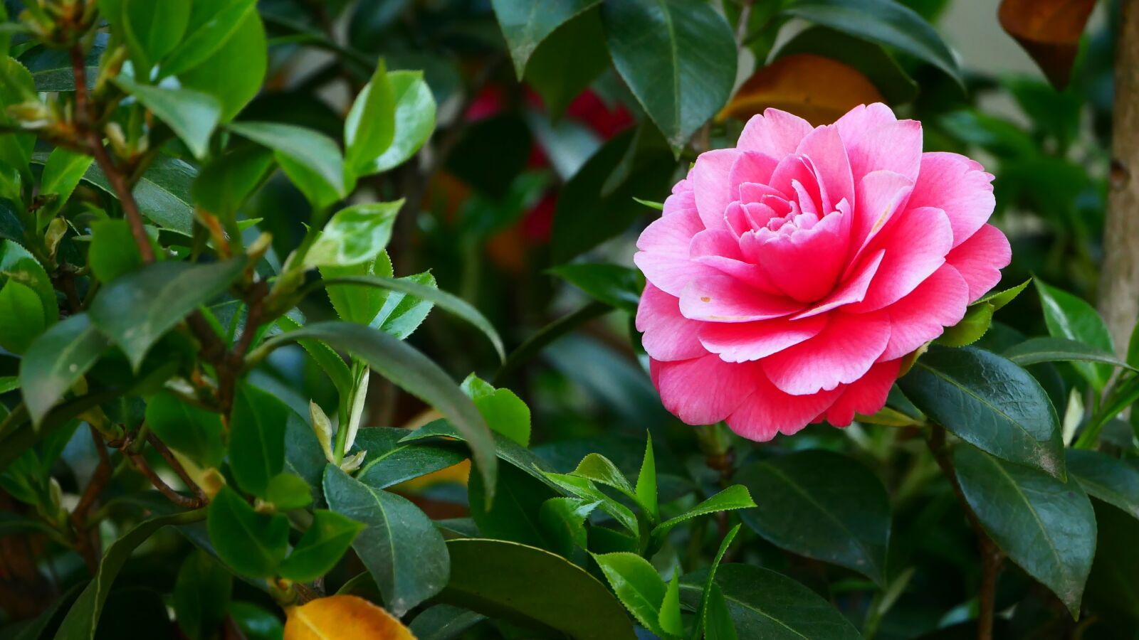 Panasonic DMC-G70 sample photo. Plant, nature, flower photography