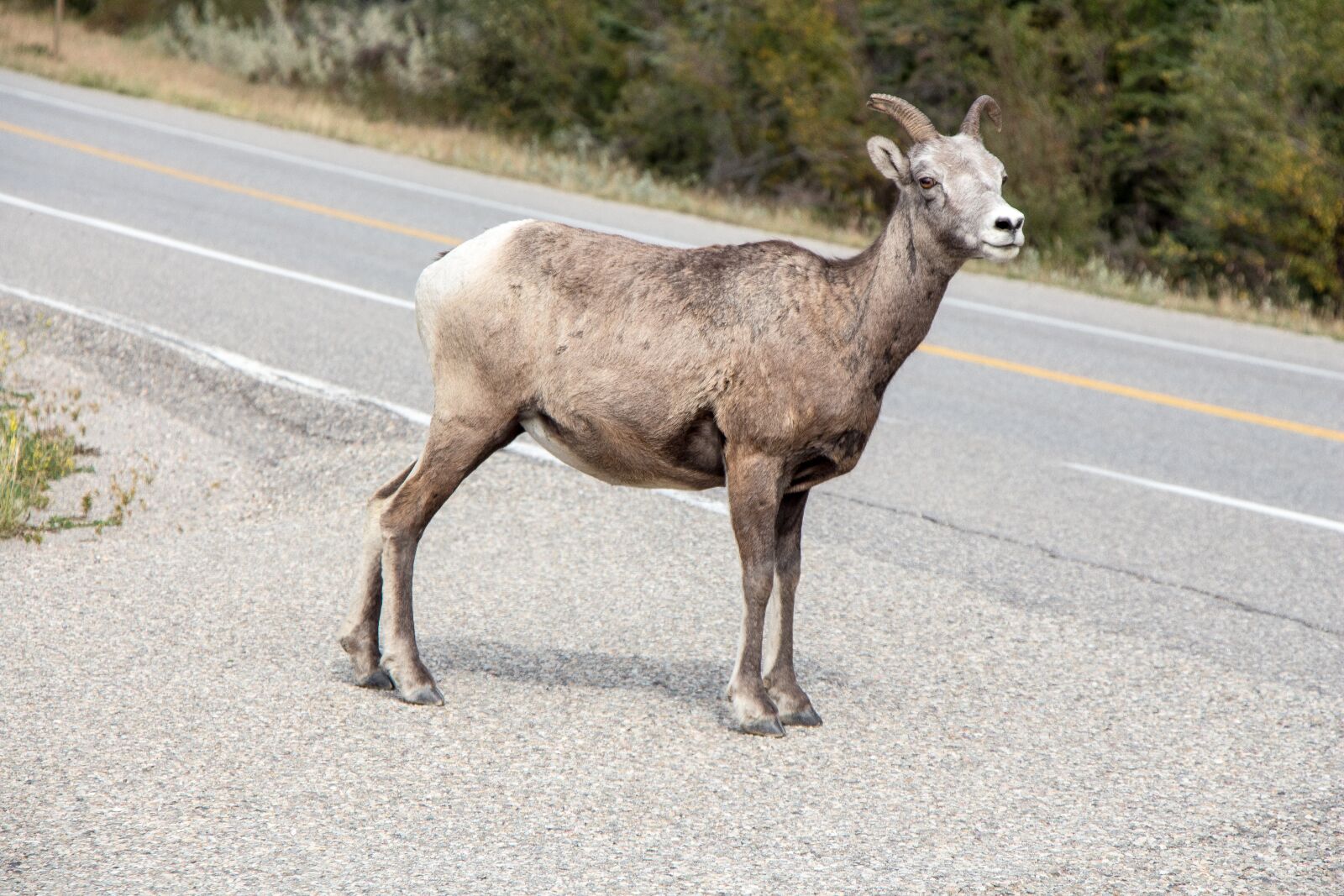 Canon EOS 650D (EOS Rebel T4i / EOS Kiss X6i) sample photo. Mountain goat, canadian rockies photography