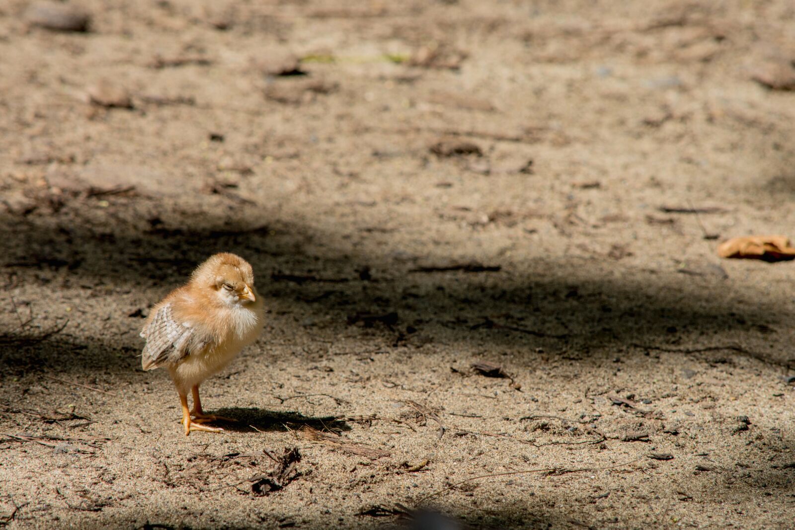 Nikon D5200 sample photo. Chicken, bird, wildlife, animal photography