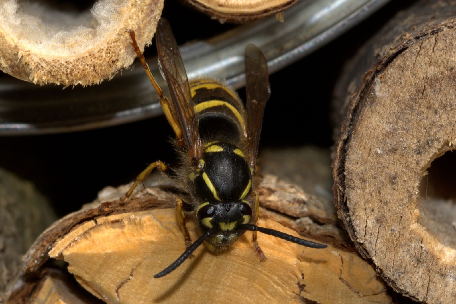 Nikon D5200 sample photo. Wasp, insect house, vespinae photography