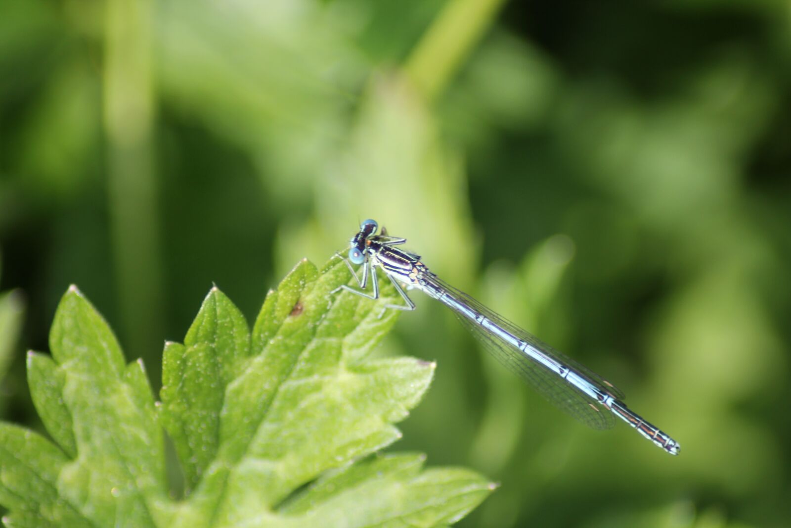 Canon EOS 1100D (EOS Rebel T3 / EOS Kiss X50) sample photo. Dragonfly, nature, pond photography