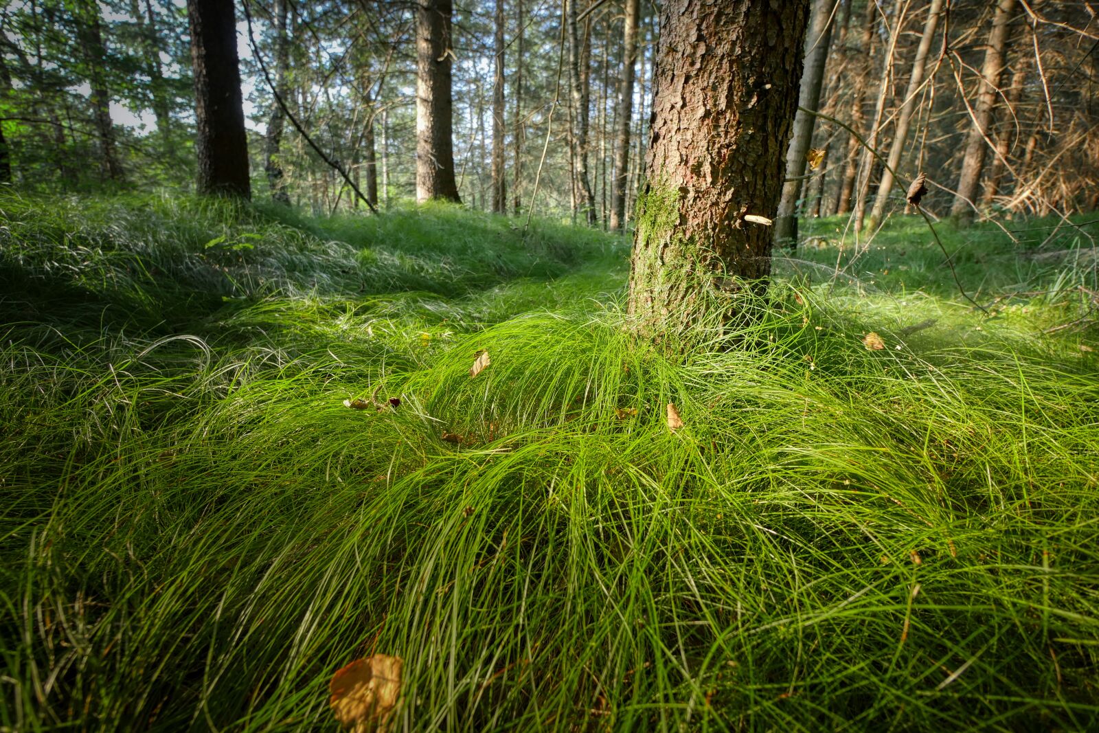 Panasonic Lumix DMC-GX8 sample photo. Forest, grass, nature photography