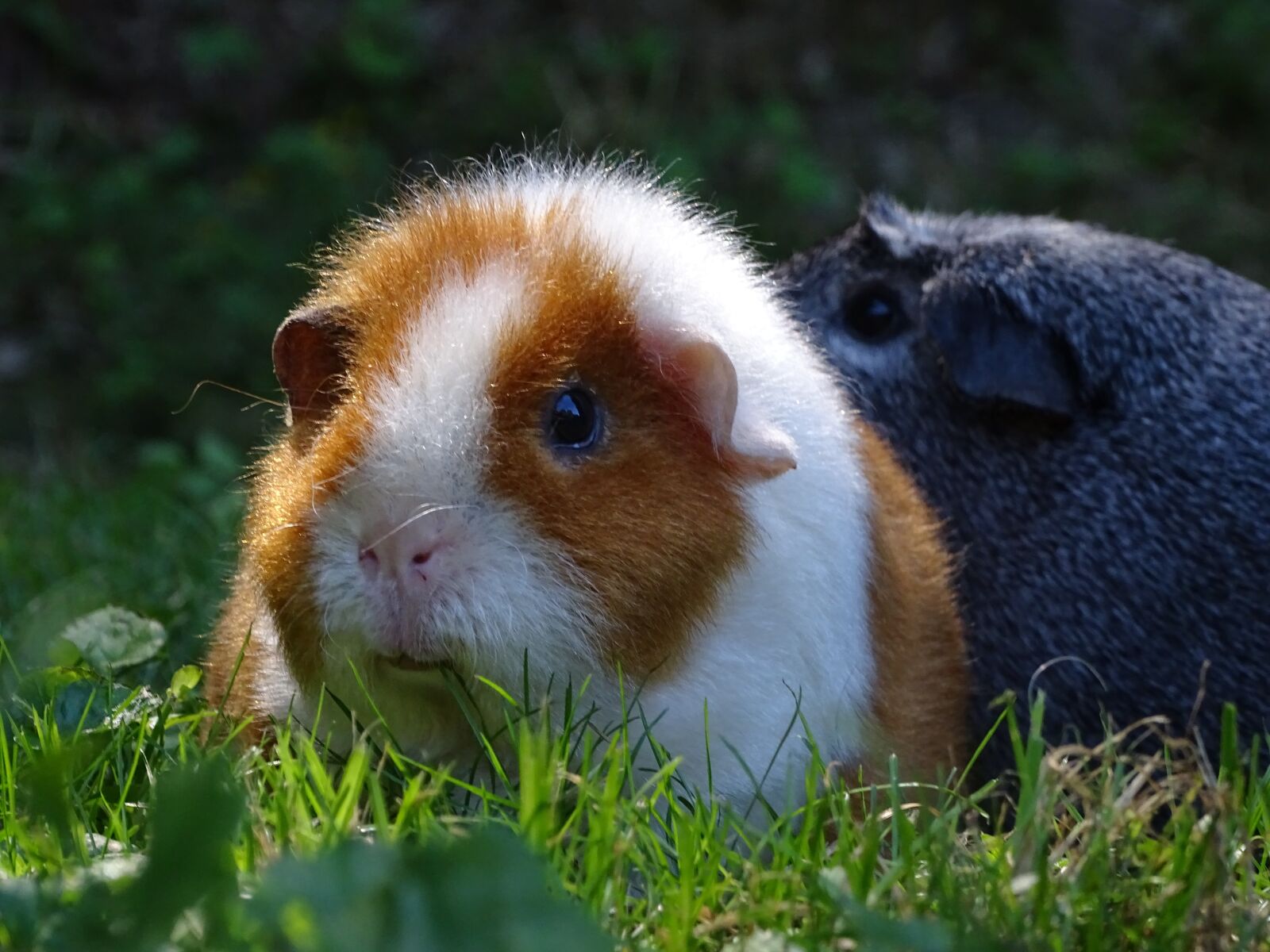 Sony Cyber-shot DSC-HX400V sample photo. Guinea-pig, rusty, cute photography