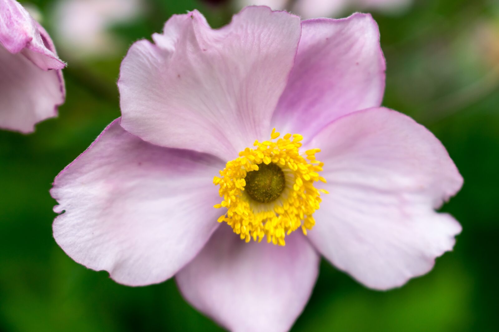 Nikon D5300 sample photo. Flower, nature, pink photography