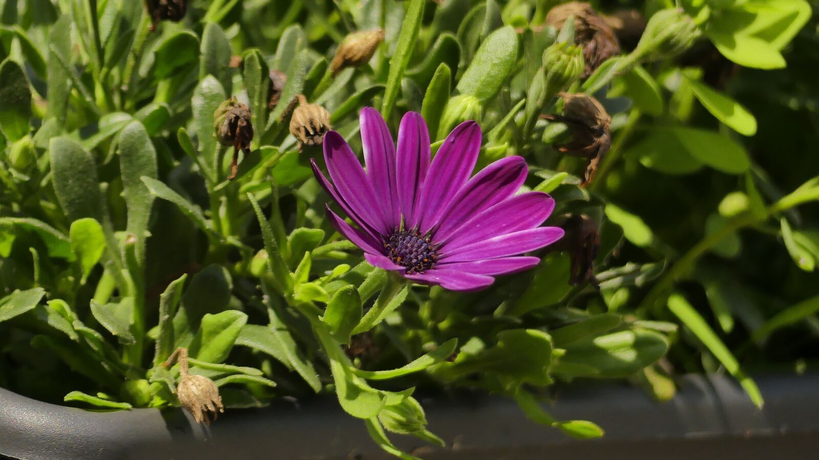 Panasonic Lumix DMC-FZ300 sample photo. Purple, flower, bloom photography