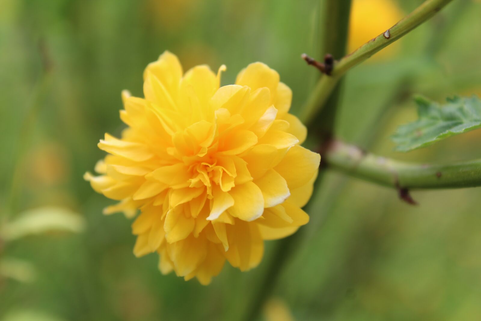Canon EOS 1300D (EOS Rebel T6 / EOS Kiss X80) sample photo. Flower, nature, blossom photography