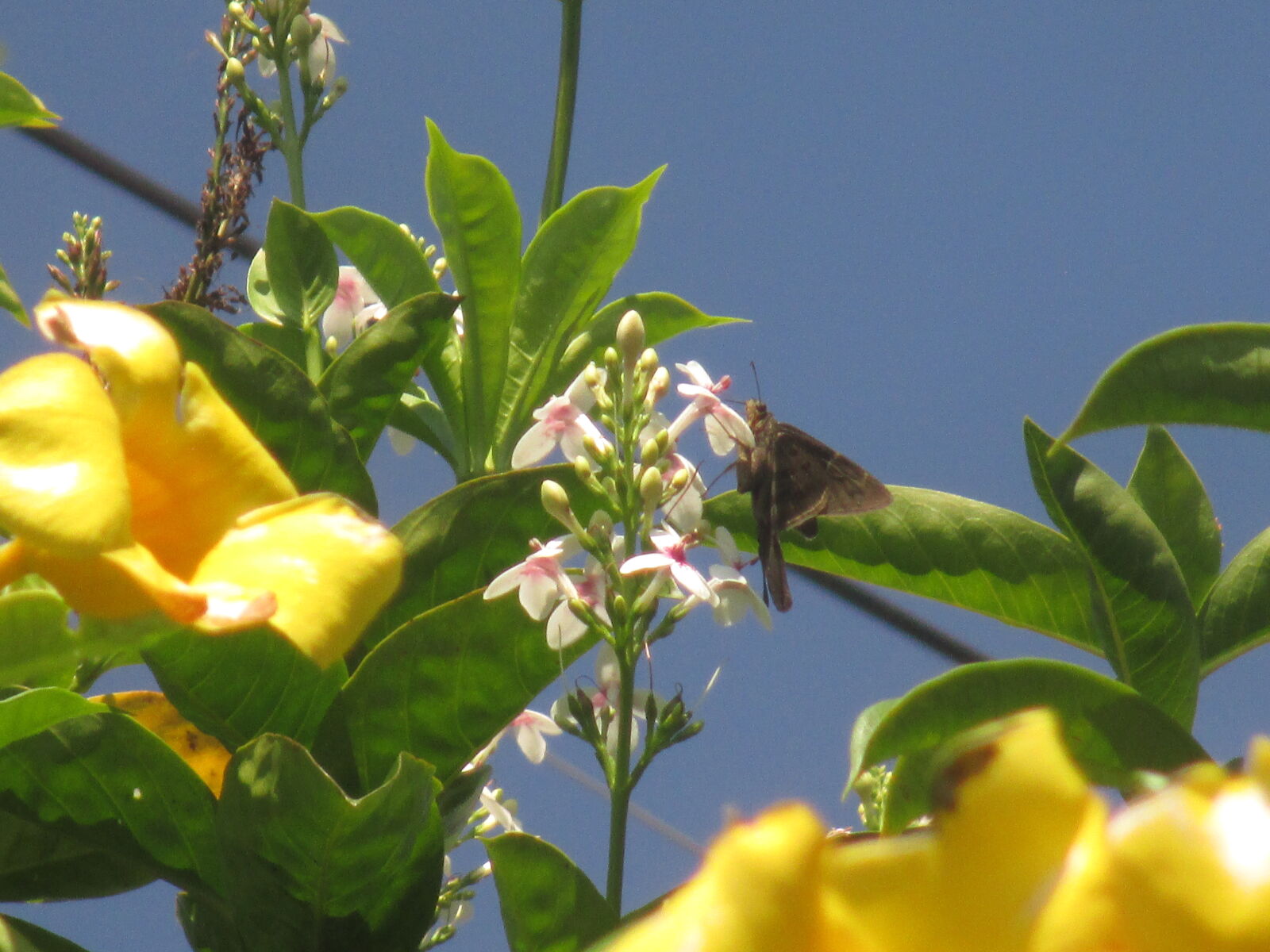Canon PowerShot ELPH 130 IS (IXUS 140 / IXY 110F) sample photo