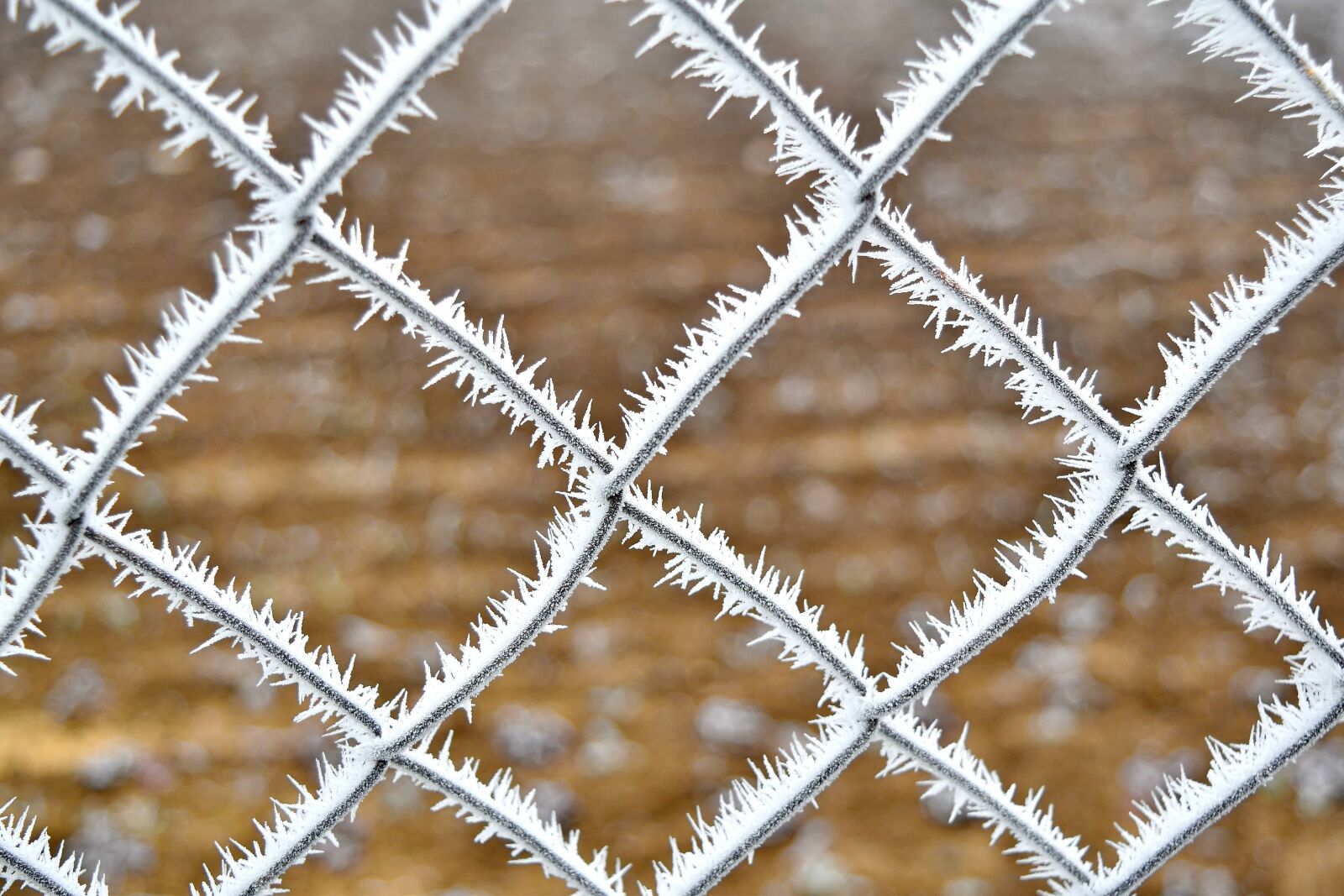 Nikon D5500 sample photo. Cold, fence, frozen, metal photography