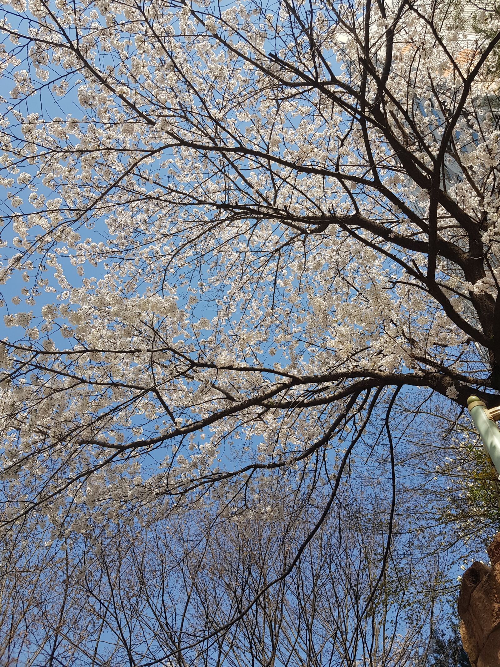 Samsung Galaxy S8+ sample photo. Beoc flowers, eggplant, spring photography