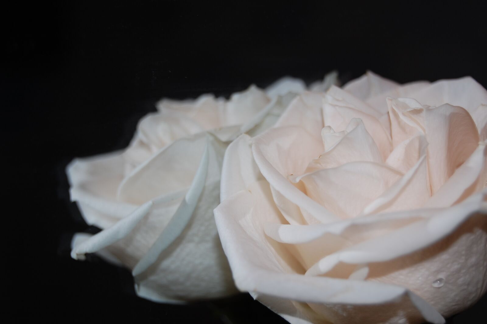 Nikon D40 sample photo. Rose, flowers, love photography